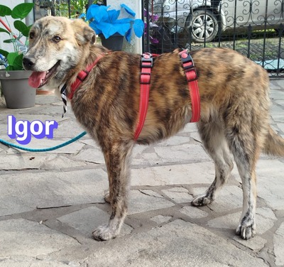 Igor, Labrador Retriever - Rüde