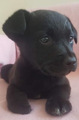 Igor, Mischling Welpen - Rüde