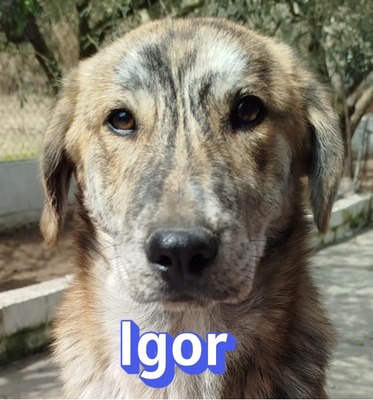 Igor, Mischling Welpen - Rüde