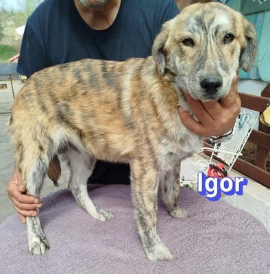 Igor, Mischling Welpen - Rüde