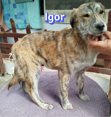 Igor, Mischling Welpen - Rüde