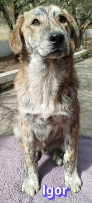 Igor, Mischling Welpen - Rüde