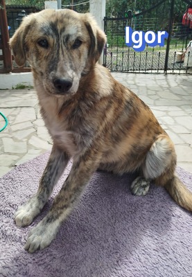 Igor, Mischling Welpen - Rüde