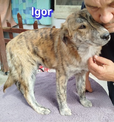 Igor, Mischling Welpen - Rüde