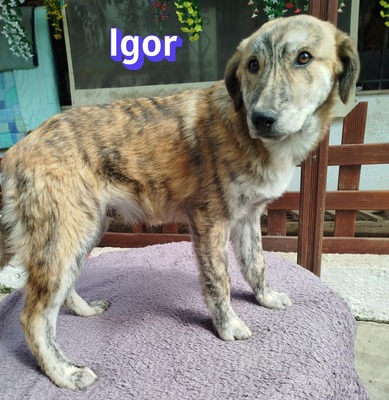Igor, Mischling Welpen - Rüde