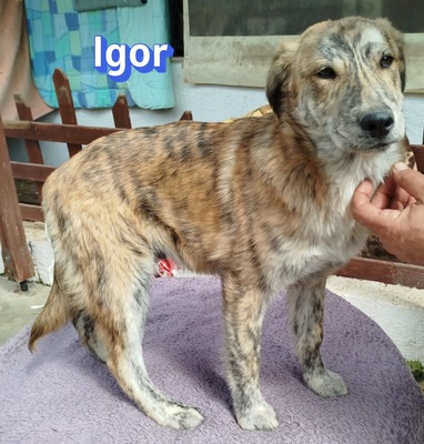 Igor, Mischling Welpen - Rüde