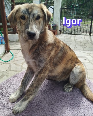 Igor, Mischling Welpen - Rüde