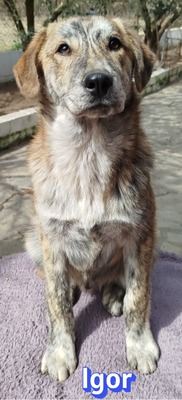 Igor, Mischling Welpen - Rüde