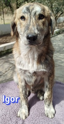 Igor, Mischling Welpen - Rüde