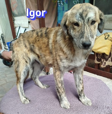 Igor, Mischling Welpen - Rüde