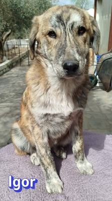 Igor, Mischling Welpen - Rüde