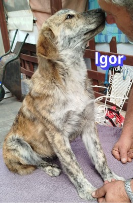Igor, Mischling Welpen - Rüde