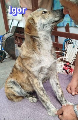 Igor, Mischling Welpen - Rüde