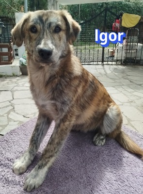 Igor, Mischling Welpen - Rüde