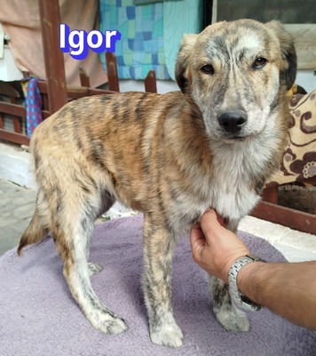Igor, Mischling Welpen - Rüde