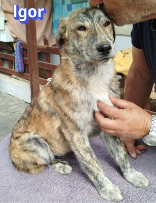Igor, Mischling Welpen - Rüde