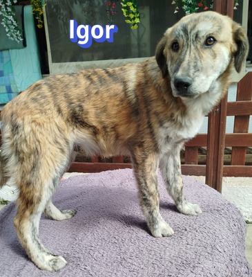 Igor, Mischling Welpen - Rüde