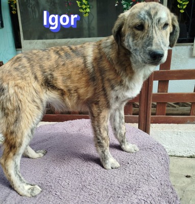 Igor, Mischling Welpen - Rüde