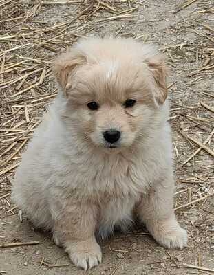 Igor sucht eigenes Körbchen, Mischling Welpen - Rüde
