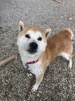 💐 Ikaido, auf Pflegestelle in Aalen, Shiba Inu (-Mix), schüchtern und freundlich, Shiba Inu Mix - Rüde