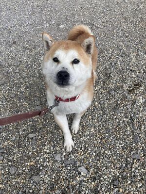 💐 Ikaido, auf Pflegestelle in Aalen, Shiba Inu (-Mix), schüchtern und freundlich, Shiba Inu Mix - Rüde