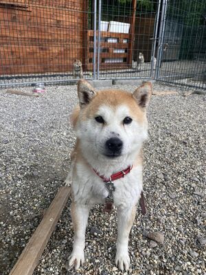 💐 Ikaido, auf Pflegestelle in Aalen, Shiba Inu (-Mix), schüchtern und freundlich, Shiba Inu Mix - Rüde