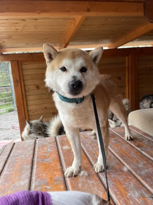 💐 Ikaido, auf Pflegestelle in Aalen, Shiba Inu (-Mix), schüchtern und freundlich, Shiba Inu Mix - Rüde