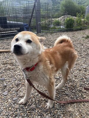 💐 Ikaido, auf Pflegestelle in Aalen, Shiba Inu (-Mix), schüchtern und freundlich, Shiba Inu Mix - Rüde