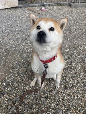 💐 Ikaido, auf Pflegestelle in Aalen, Shiba Inu (-Mix), schüchtern und freundlich, Shiba Inu Mix - Rüde