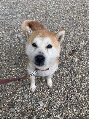 💐 Ikaido, auf Pflegestelle in Aalen, Shiba Inu (-Mix), schüchtern und freundlich, Shiba Inu Mix - Rüde