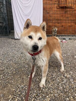 💐 Ikaido, auf Pflegestelle in Aalen, Shiba Inu (-Mix), schüchtern und freundlich, Shiba Inu Mix - Rüde