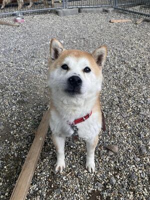 💐 Ikaido, auf Pflegestelle in Aalen, Shiba Inu (-Mix), schüchtern und freundlich, Shiba Inu Mix - Rüde