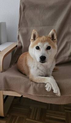 Ikaido - ruhig, sozial, Shiba-Inu - Rüde