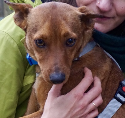 Ilia Topuria, Mix - Rüde