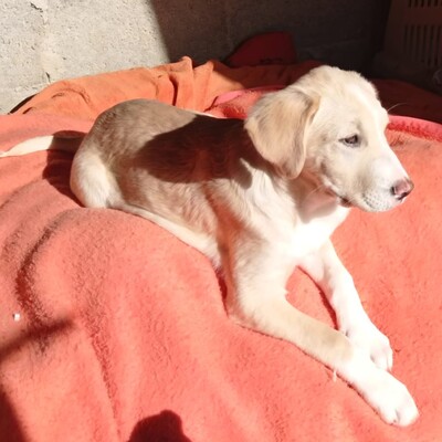 Ilios - fröhlich & aufgeschlossen 😜, Mischling Welpen - Rüde