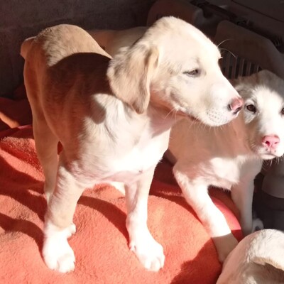 Ilios - fröhlich & aufgeschlossen 😜, Mischling Welpen - Rüde