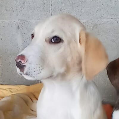 Ilios - fröhlich & aufgeschlossen 😜/ Vorgemerkt