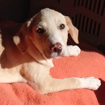 Ilios - fröhlich & aufgeschlossen 😜/ Vorgemerkt, Mischling Welpen - Rüde