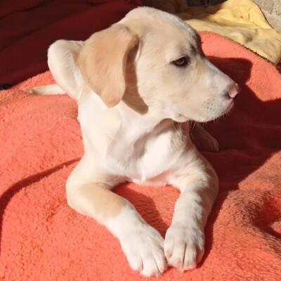 Ilios - fröhlich & aufgeschlossen 😜/ Vorgemerkt, Mischling Welpen - Rüde