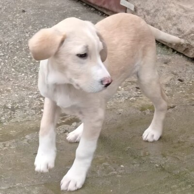 Ilios - fröhlich & aufgeschlossen 😜/ Vorgemerkt, Mischling Welpen - Rüde