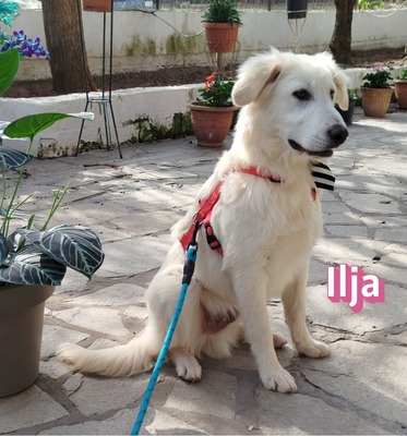 Ilja, Labrador Retriever - Hündin