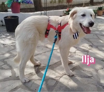 Ilja, Labrador Retriever - Hündin