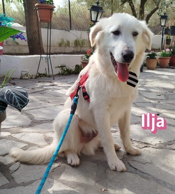 Ilja, Labrador Retriever - Hündin