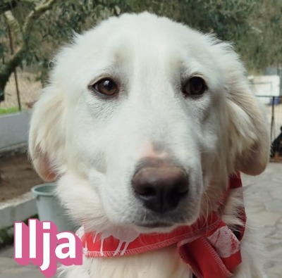 Ilja, Labrador Retriever - Hündin