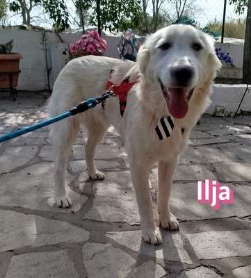 Ilja, Labrador Retriever - Hündin