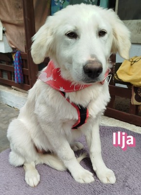 Ilja, Mischling Welpen - Hündin