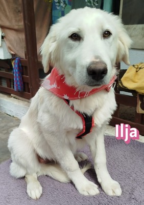 Ilja, Mischling Welpen - Hündin