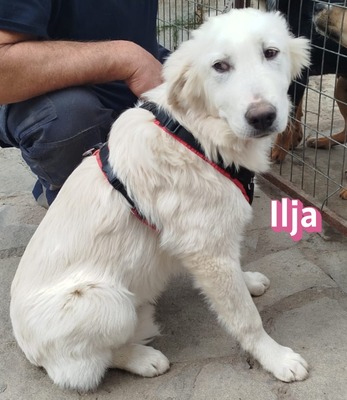 Ilja, Mischling Welpen - Hündin