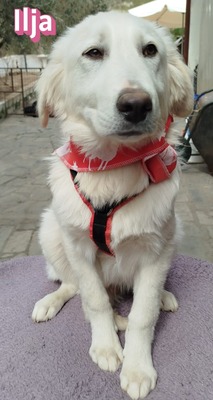 Ilja, Mischling Welpen - Hündin