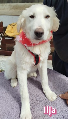 Ilja, Mischling Welpen - Hündin